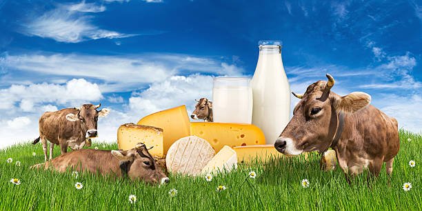FROMAGE DE SAINT AUVIEU au lait cru entier de vache - affinage 4 semaines et plus - environ 300 g -